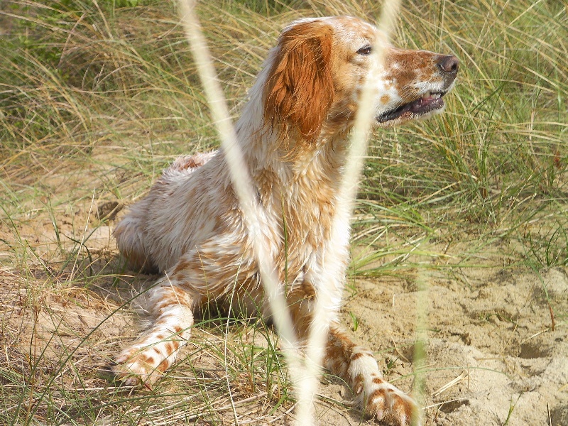 TR. de la fougere aigle Dune