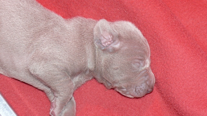 chiots a une semaine et demie
