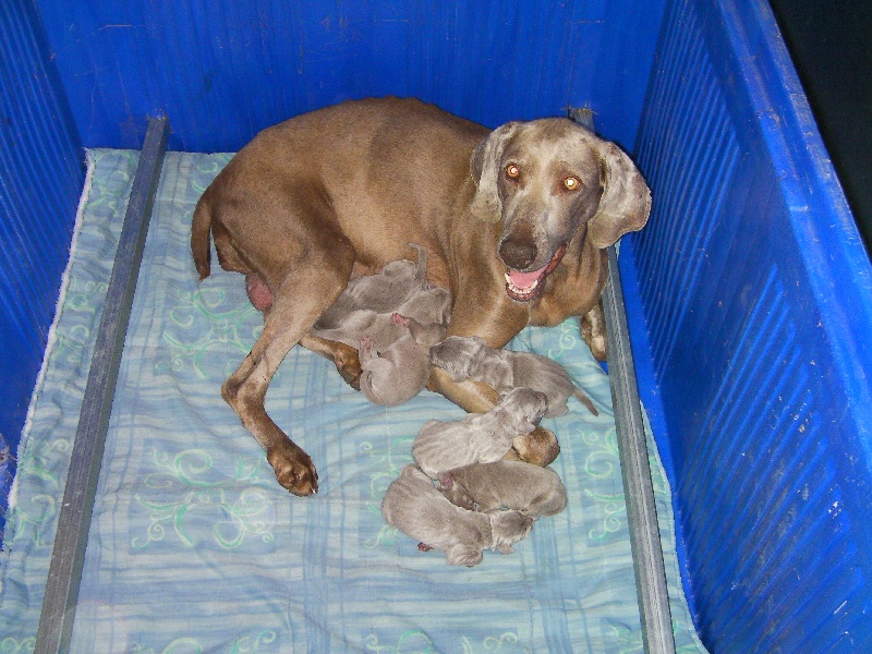 chiots Taalys portée 2009 (1 jour)