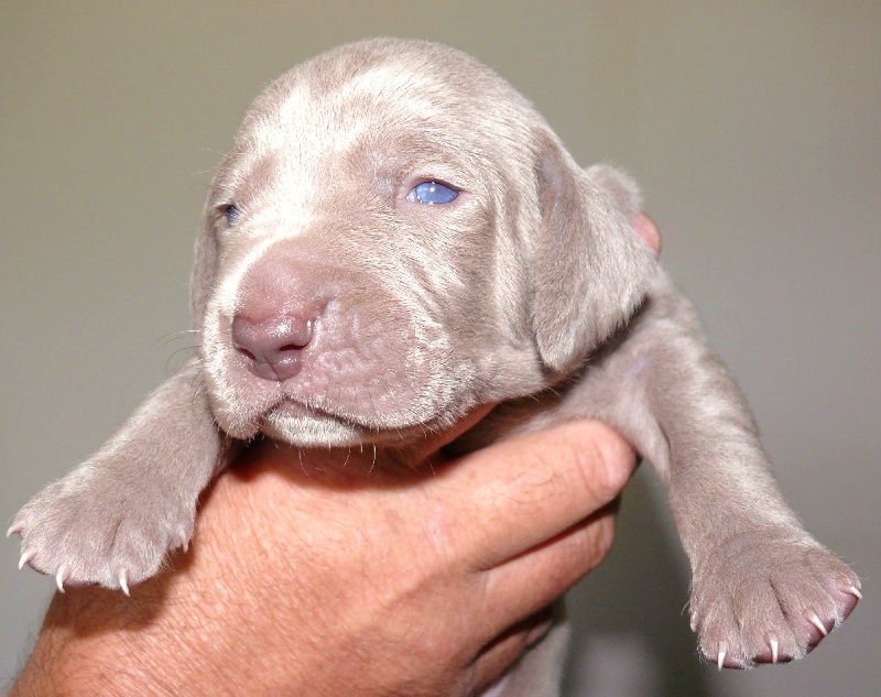 chiots a 13 jours