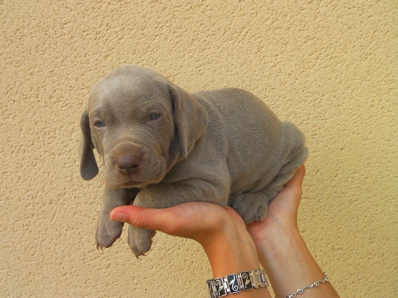 chiots a 1 mois
