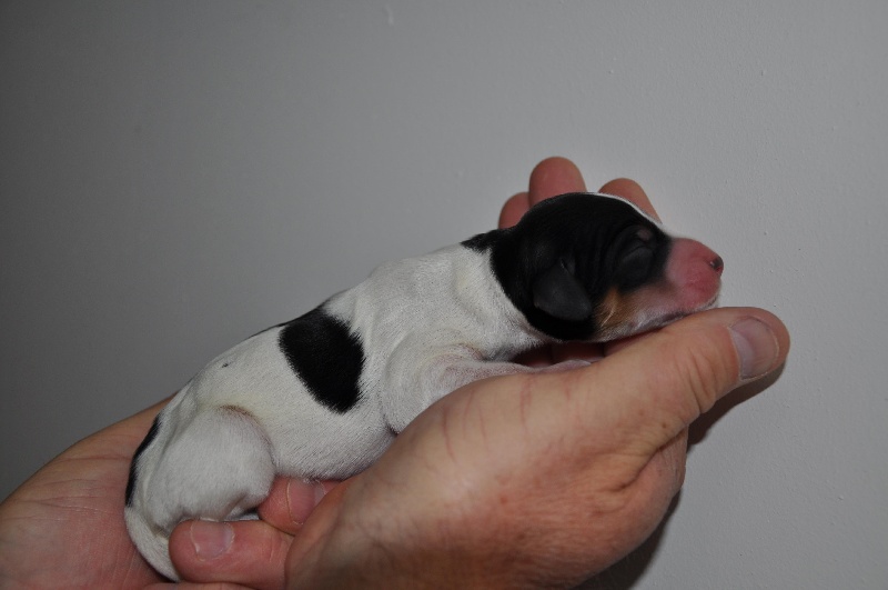 Chiots dune et azur